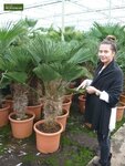Trachycarpus wagnerianus - Stamm 140-160 cm - Topf 90 ltr [Palette]