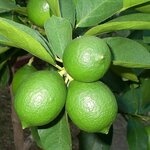 Citrus latifolia - Stamm 30-40 cm - Gesamth&ouml;he 70-100 cm - Topf 22 cm