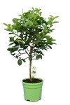 Citrus latifolia - Stamm 30-40 cm - Gesamth&ouml;he 70-100 cm - Topf 22 cm
