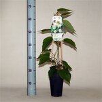 Actinidia deliciosa Atlas - Gesamth&ouml;he 60-70 cm - Topf 2 ltr