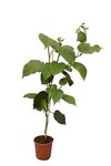 Actinidia chinensis Hayward - Gesamth&ouml;he 80-100 cm - Topf &Oslash; 17 cm