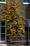 Fremontodendron California Glory - Topf &Oslash; 21 cm