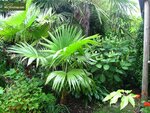 Trachycarpus latisectus - Topf 7 x 7 cm