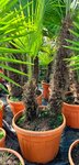 Trachycarpus fortunei Doppelstamm - Stamm A 130-170 cm - Stamm B 40-90 cm [Palette]
