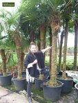 Trachycarpus fortunei - Stamm 200-225 cm - Topf &Oslash; 70 cm [Palette]