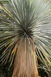 Yucca rostrata - Gesamth&ouml;he 50-70 cm - Topf 26 cm
