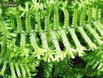 Dryopteris affinis Cristata the King - Topf 1,7 ltr