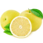 Citrus paradisi gelb - Stamm 15-25 cm - Gesamth&ouml;he 40-50 cm - Topf &Oslash; 16 cm