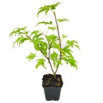 Acer palmatum Anne Irene - Gesamth&ouml;he 40-50 cm - Topf 3 ltr