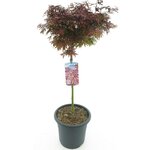Acer palmatum Shaina - Stamm 60-80 cm - Gesamth&ouml;he 110-130 cm - Topf 15 ltr