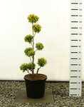 Thuja occidentalis Yellow Ribbon Multibol extra - Gesamth&ouml;he 100-125 cm - Topf 18 ltr