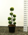 Chamaecyparis lawsoniana Ivonne Multibol - Gesamth&ouml;he 100-125 cm - Topf 20 ltr 