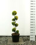 Thuja occidentalis Golden Smaragd Multibol - Gesamth&ouml;he 100-125 cm - Topf 20 ltr