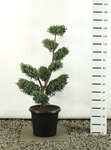 Juniperus chinensis Blue Alps Multiplateau - Gesamth&ouml;he 100-125 cm - Topf 20 ltr