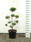 Pinus strobus Multiplateau - Gesamth&ouml;he 100-125 cm - Topf 20 ltr