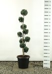 Chamaecyparis lawsoniana Columnaris multiball Gesamth&ouml;he 150-170 cm