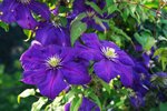Clematis The President
