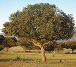 Quercus ilex - Gesamth&ouml;he 150+ cm - Topf &Oslash; 26 cm