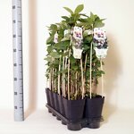 Aronia prunifolia Viking - Gesamth&ouml;he 90-110 cm - Topf 2 ltr