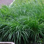 Carex Evergreen - Gesamth&ouml;he 30-40 cm - Topf 2 ltr
