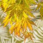 Acer palmatum Orange Lace