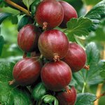 Ribes uva-crispa Hinnonmaki R&ouml;d - Topf 2 ltr