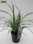 Carex morrowii Ice Dance - Gesamth&ouml;he 40-50 cm - Topf 2 ltr