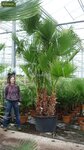 Washingtonia robusta Multitrunk - Gesamth&ouml;he 80-100 cm - Topf &Oslash; 22 cm