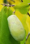 Asimina triloba Mango - Gesamth&ouml;he 80+ cm - 2 ltr Topf