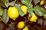 Citrus limon - Gesamth&ouml;he 150-170 cm - Topf &Oslash; 35 cm