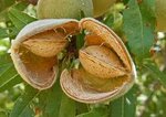 Prunus dulcis - Topf &Oslash; 60 cm [Palette]