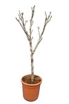 Ficus carica Brown Turkey - Fat Trunk - Stammumfang 10-13 cm - Gesamth&ouml;he 100-120 cm - Topf &Oslash; 31 cm
