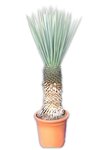 Yucca rigida - Stamm 50-60 cm [Palette]