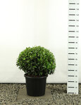 Prunus angustifolia Kugel &Oslash; 60-80 cm