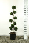 Cupressocyparis leylandii 2001 Multibol - Gesamth&ouml;he 150-170 cm - pot 20 ltr