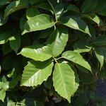 Quercus glauca - Gesamth&ouml;he 40-50 cm - pot &Oslash; 19 cm