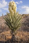 Yucca baccata - Stamm 10-20 cm - Gesamth&ouml;he 80-100 cm - Topf &Oslash; 33 cm