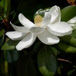 Magnolia grandiflora gloriosa