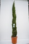 Cupressus sempervirens Totem - Topf &Oslash; 55 cm [Palette]