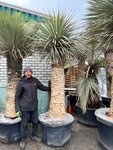 Yucca rostrata - dicker Stamm - Stammumfang 100-110 cm - Stamm 150-170 cm - Gesamth&ouml;he 280+ cm [Palette]