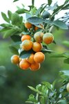 Citrus kumquat - Topf &Oslash; 24 cm