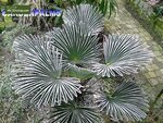 Trachycarpus wagnerianus - Topf 7 x 7 cm