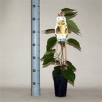 Actinidia chinensis Hayward - Topf 2 ltr