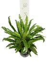 Asplenium scolopendrium Angustifolia - Topf 5 ltr