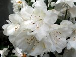 Rhododendron Cunningham&#039;s White