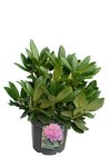 Rhododendron Catawbiense Grandiflorum - Gesamth&ouml;he 50-60 cm - Topf 5 ltr