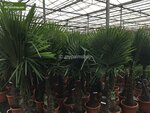 Trachycarpus fortunei - Stamm 50-60 cm - Gesamth&ouml;he 160-190 cm - Topf &Oslash; 40 cm [Palette]