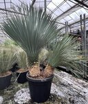 Yucca rostrata - multitrunk