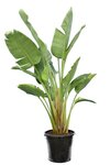 Strelitzia nicolai - Gesamth&ouml;he 140-160 cm - Topf &Oslash; 36 cm - 3 Pflanzen pro Topf [Palette]