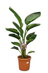 Strelitzia nicolai - Gesamth&ouml;he 100-120 cm - Topf &Oslash; 24 cm - 2 Pflanzen pro Topf
